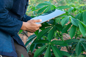 A male farmer on a cassava farm uses a tablet computer on the cassava farm.