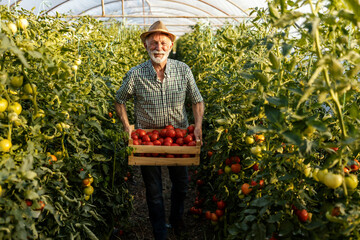 Happy senior farmer with straw hat holding crate full of fresh ripe tomato in hothouse.