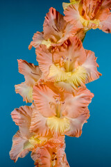 Blooming gladiolus kissy ruffle on a blue background