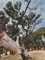 A breathtaking collection of Madeira's natural beauty. Explore lush landscapes, stunning coastlines, vibrant flora, and dramatic cliffs. Perfect for showcasing the island's pristine and diverse nature
