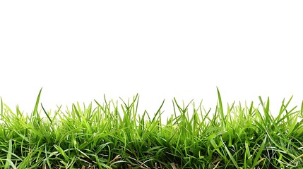 Fototapeta premium Green grass, white background