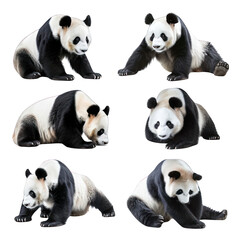 Obraz premium set photo of panda isolated on white transparant background