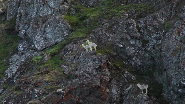 Group Of Dall Sheep Ram On Sheep Mountain In Kluane National Park, Yukon Territory, Canada. Wide Shot
