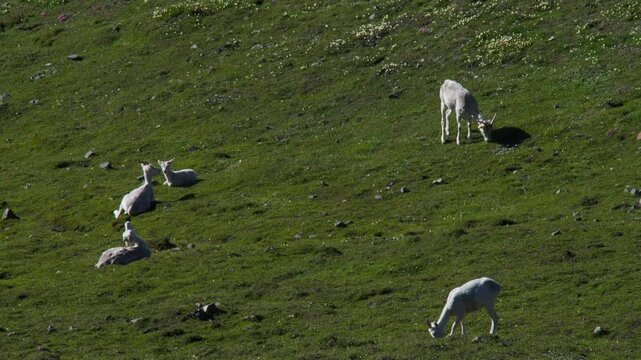 A Group Of Dall Sheeps Resting On Sunny Sheep Mountains In Kluane National Park, Yukon Canada. Wide Shot