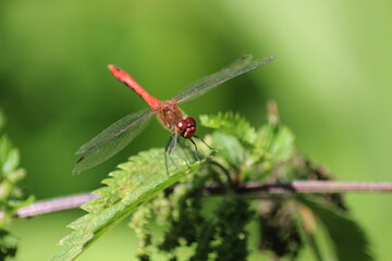 libellule rouge
