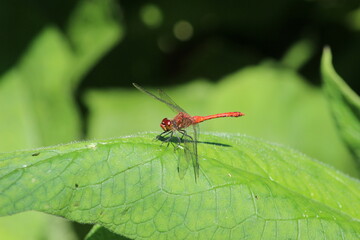 libellule