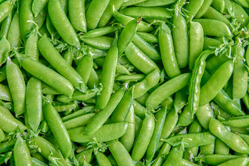 Collected sweet green pea pods, plant texture for background.