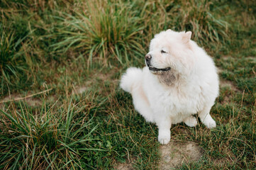 White Chow Chow Sitting on Green Grass on a Sunny Day