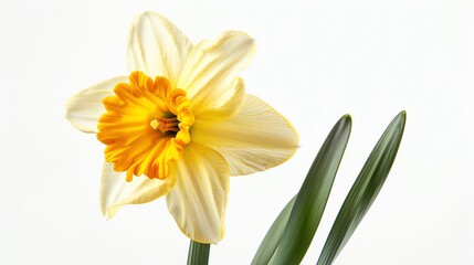 A single yellow and white daffodil flower with green leaves against a white background.