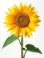 Obraz premium A vibrant sunflower with yellow petals and a brown center, isolated against a white background.