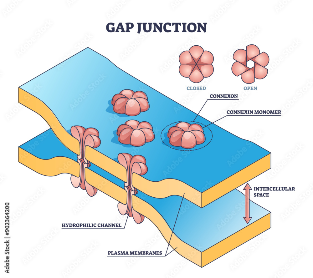 Poster gap junction as anatomical intercellular connection structure outline diagram, transparent backgroun