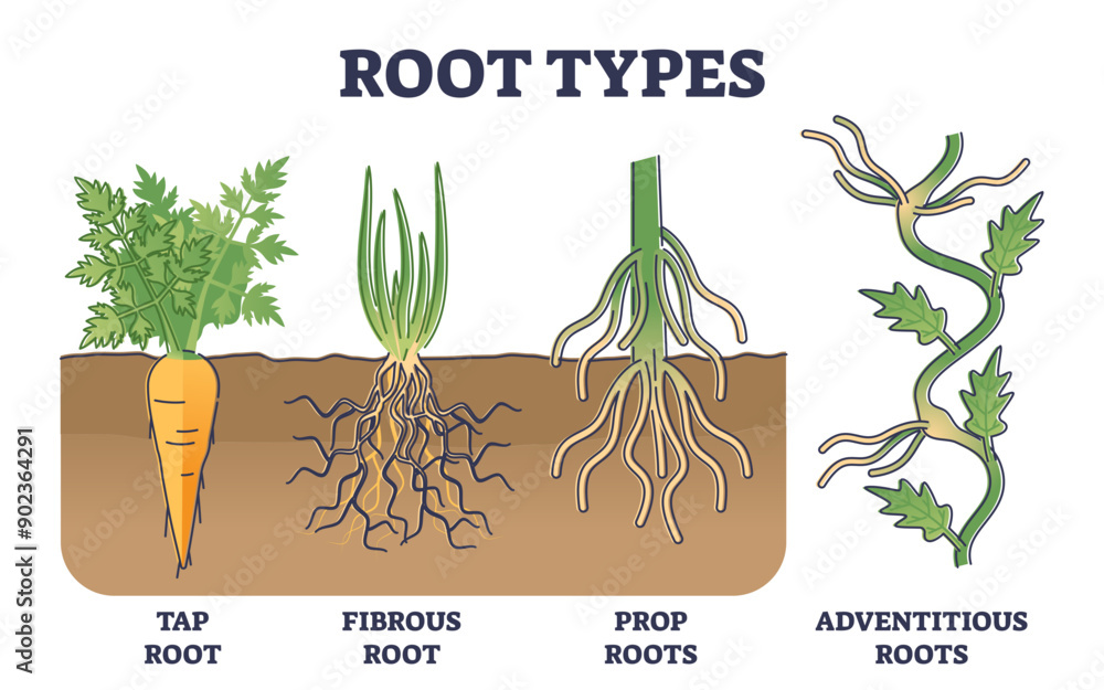 Aufkleber root types examples in soil from side view in biological outline diagram, transparent background. ta