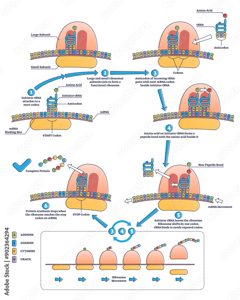 Poster RNA translation as process of transcription of DNA to RNA outline diagram, transparent background. Labeled educational molecular biology and genetics detailed description.