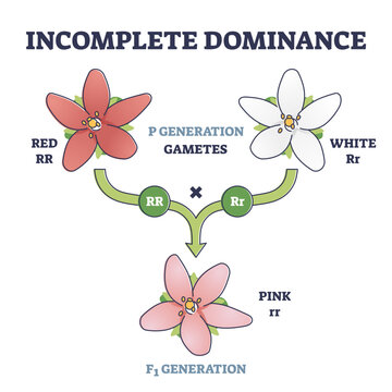 Incomplete dominance and new generation alleles variants outline diagram, transparent background. Labeled gametes parents crossed to produce an intermediate mixed offspring not dominant.