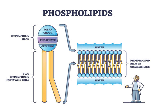 Phospholipid or phosphatides lipids head and tail structure outline diagram, transparent background. Labeled educational inner description with polar group, phosphate or glycerol illustration.
