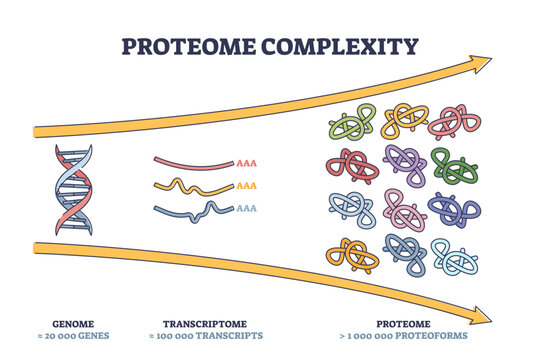 Proteome complexity as cellular complex microcosm outline diagram, transparent background. Labeled educational scheme with genome, transcriptome and proteome representation illustration.