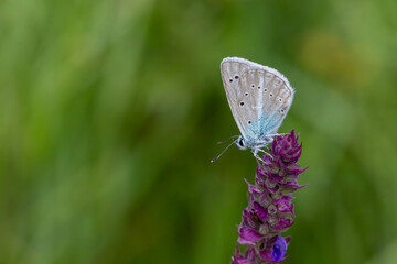 blue agro butterfly on purple flower, Polyommatus huberti