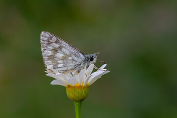 tiny butterfly with white dots on daisy, Tessellated Skipper, Muschampia tessellum