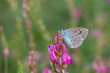 blue butterfly on pink flower, Large Blue, Phengaris arion