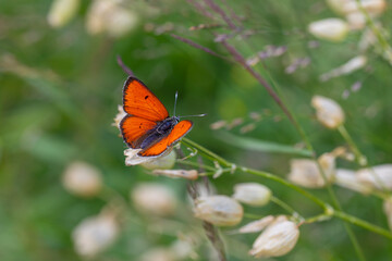 winged fire red butterfly, Balkan Copper, Lycaena candens