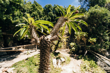 Obraz premium Spiky tree trunk and branches of a Madagascar palm