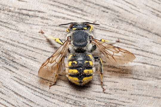 European wool carder bee, Anthidium manicatum, resting on a wooden floor on a sunny day