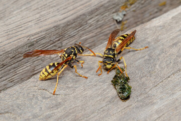 Couple of Polistes dominula wasps feeding on a sunny day