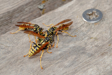 Group of Polistes dominula wasps feeding on a sunny day
