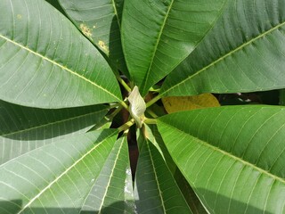 green leaf in the sun