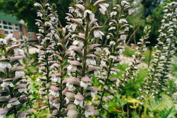 Obraz premium Acanthus mollis Bear Breeches a spring summer flowering plant with a white summertime flower