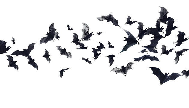 flying flock of black bats, isolated on transparent background, halloween concept