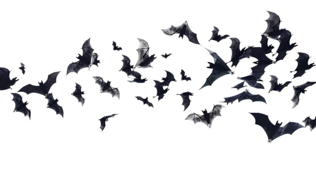 flying flock of black bats, isolated on transparent background, halloween concept
