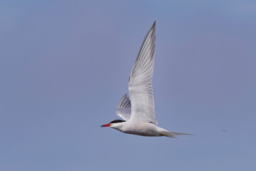 Common Tern, (Sterna hirundo), adult, summer-plumage, in flight, Cambridgeshire, England, UK.