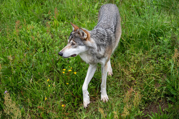 Gray wolf spottet something