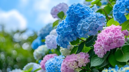 Hydrangea bushes are flowering hydrangea bushes with vibrant picture