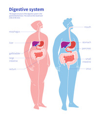 Infographic of human digestive system