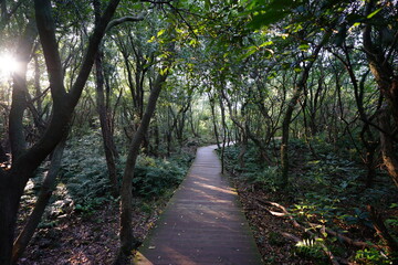 fine boardwalk in the refreshing forest