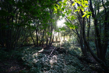 gleaming sunlight in dense forest