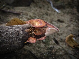 Mushrooms grow on log