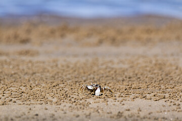 Horned Ghost Crab walking on the beach in Da Nang