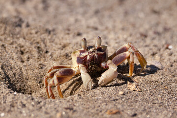Horned Ghost Crab on the beach in Vietnam