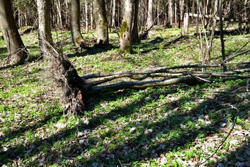 A forest hiking path with fallen trees across it