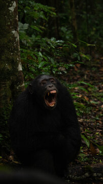 Chimpanzee sitting in the ugandan rainforest