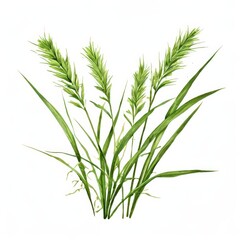 Fototapeta premium the AI Image Generator, Nutsedge with a white background,