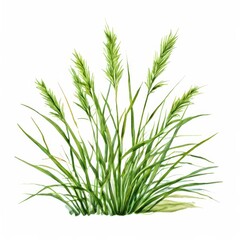 Fototapeta premium the AI Image Generator, Nutsedge with a white background,