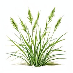 Fototapeta premium the AI Image Generator, Nutsedge with a white background,