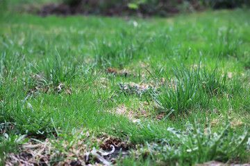 Fresh Green Grass Field with Patches and Natural Texture for Backgrounds and Nature Themes