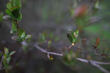 Close-Up of Budding Tree Branches in Springtime with Fresh Green Leaves
