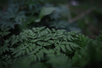 Lush Green Fern Bushes in Forest Underbrush with Dense Foliage and Natural Texture