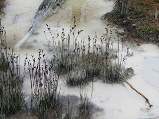 Juncus tweedyi plants growing in milky-white water pool. Artists Paint Pots, Yellowstone National Park, Wyoming, USA